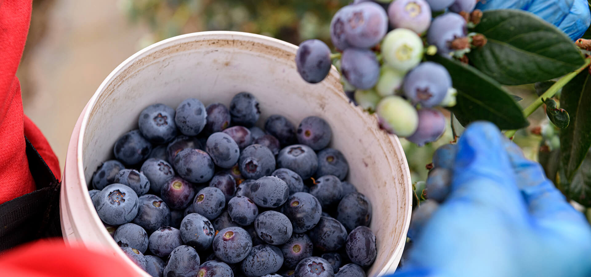 Blueberries case study