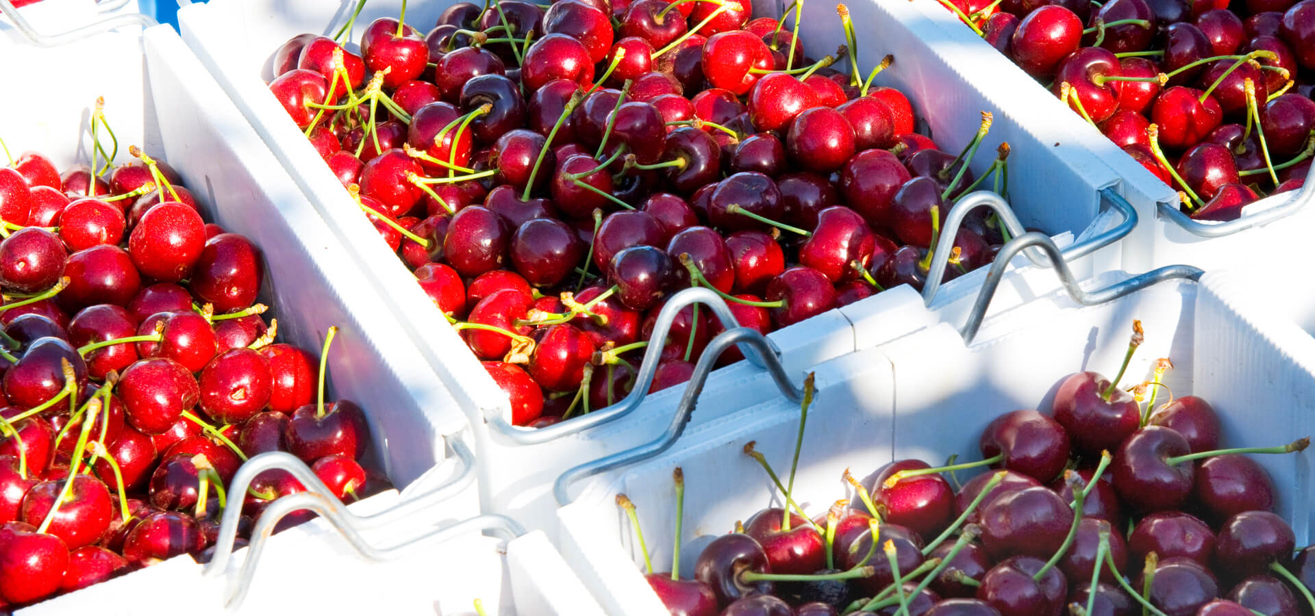 Cherries case study