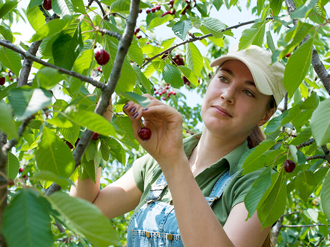 Cherries Tasmania