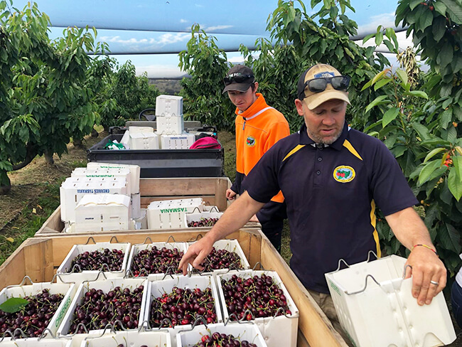 Cherries Tasmania - Agpick