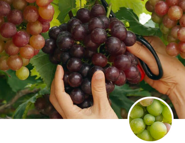 Grapes - Case Study