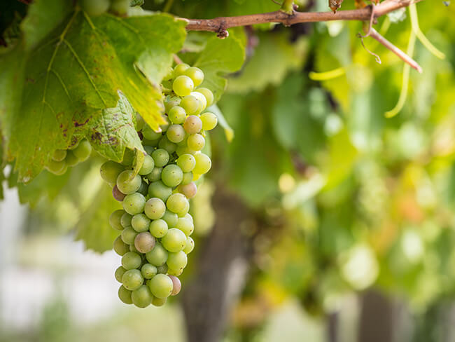 Table grape case study - AgPick