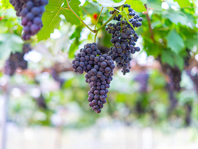 Table grape case study - AgPick