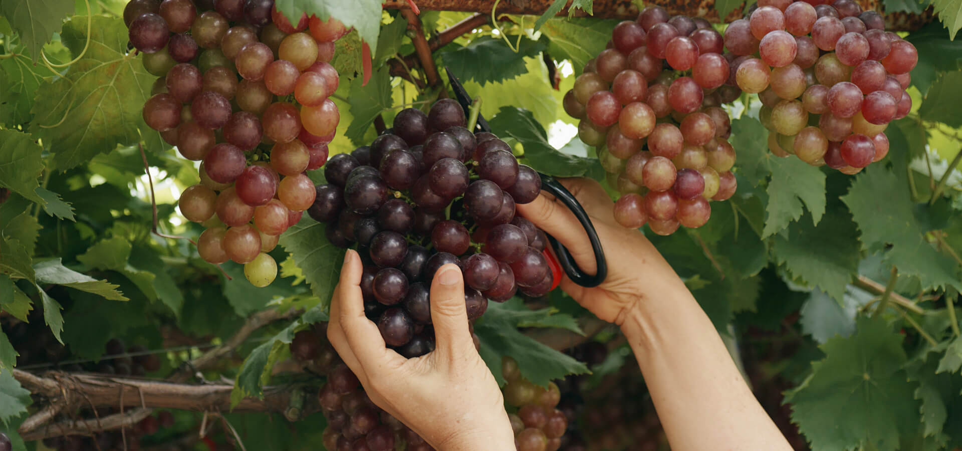 Table grapes case study - AgPick